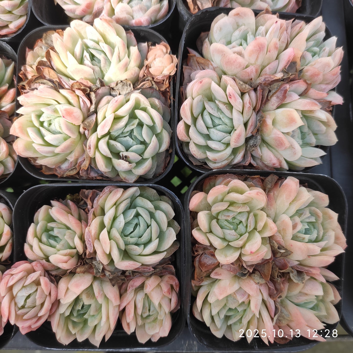 20580 ラズベリーアイス（7cm pot）