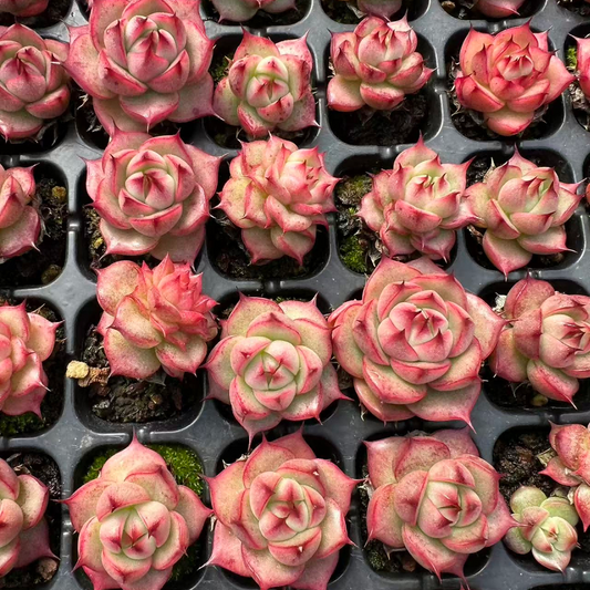 23524 レッド　ライン　クィーンHyb（3cm pot）