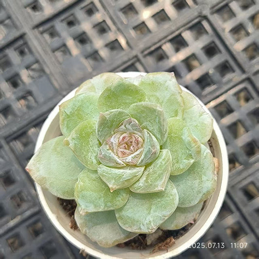 FFH222 シュガーキューブ（角砂糖）（6.5cm pot）