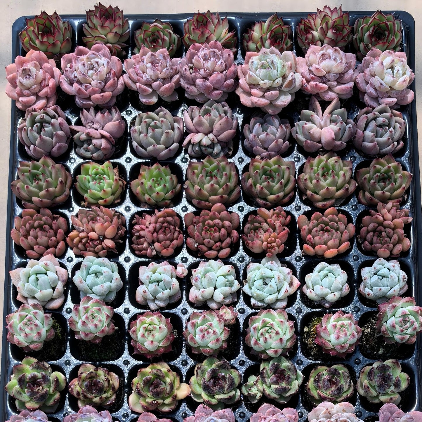 105穴鍼灸プレートの組み合わせ 20