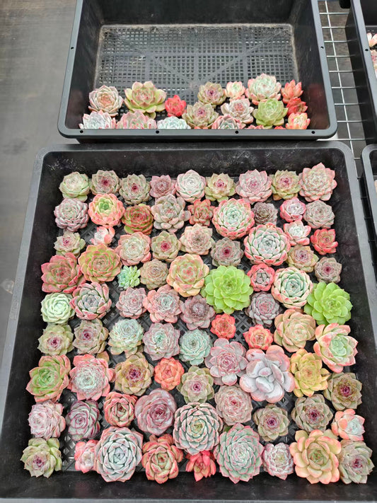 20076 ミックス苗100株（4cm pot）01