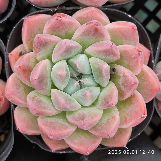 QN603 アルバビューティー（6.5cm pot）