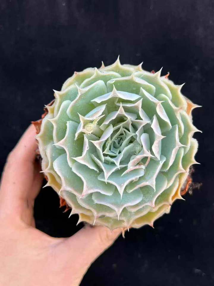 T26512 シムランス