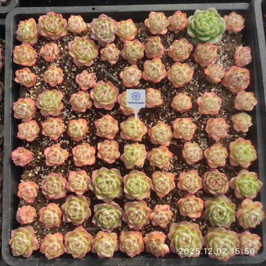 23041 マルギャンHyb（5cm pot）（ポット苗）