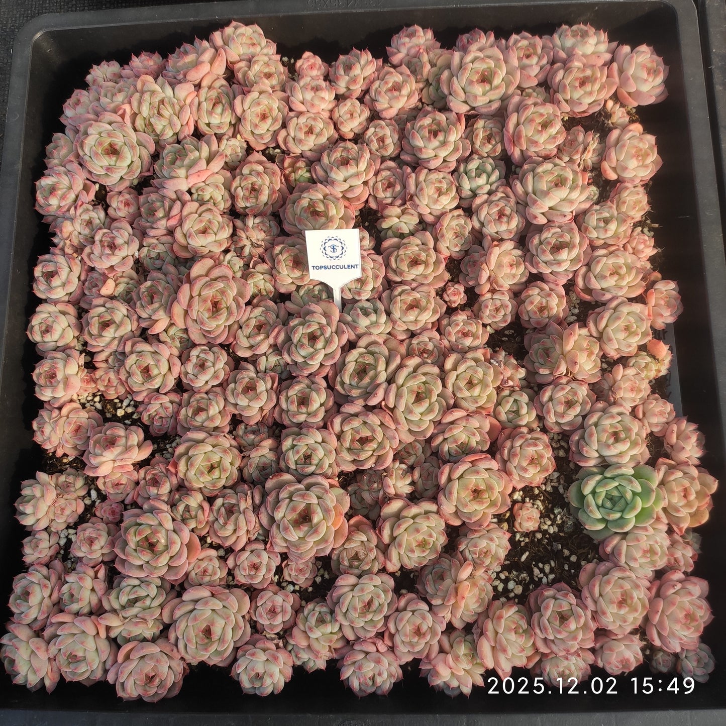 23040 アイス　スピリットHyb（ポット苗）