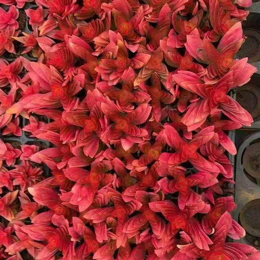 23666 キャピテラー　キャンプファイアー（3cm pot）