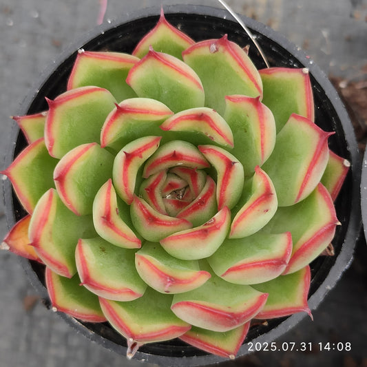 MMT711 ファイヤーフライ（5.5cm pot）