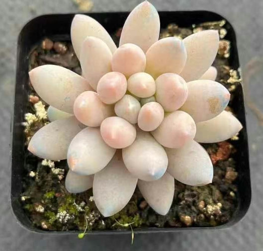 BL1695 ピンク　アイボリー (7cm)