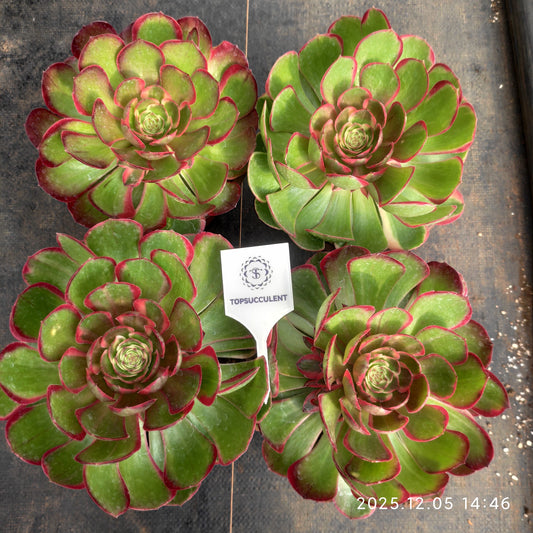 23319 バンクェット（12cm pot）