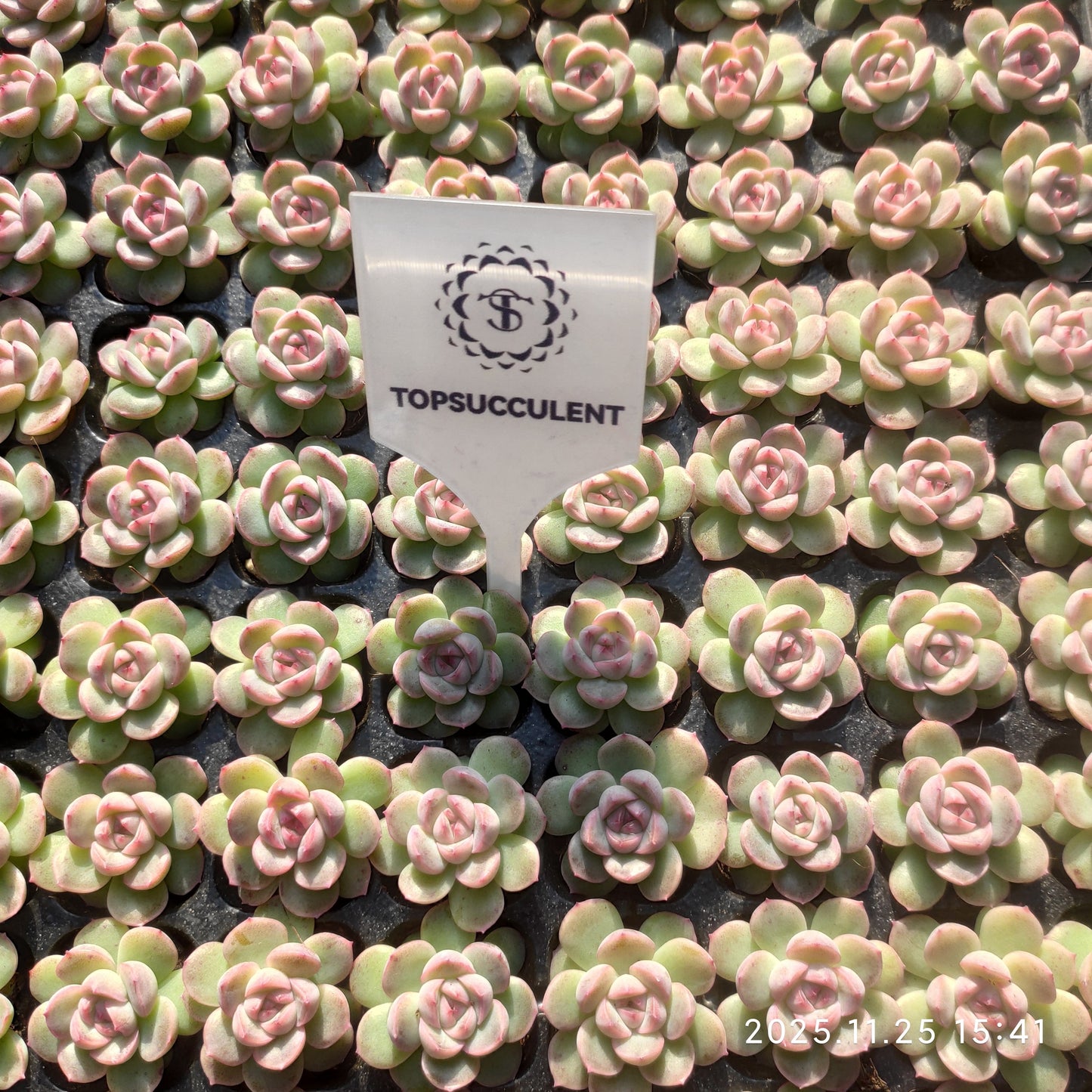 220521 クイックサンド（3cm pot）（ポット苗）