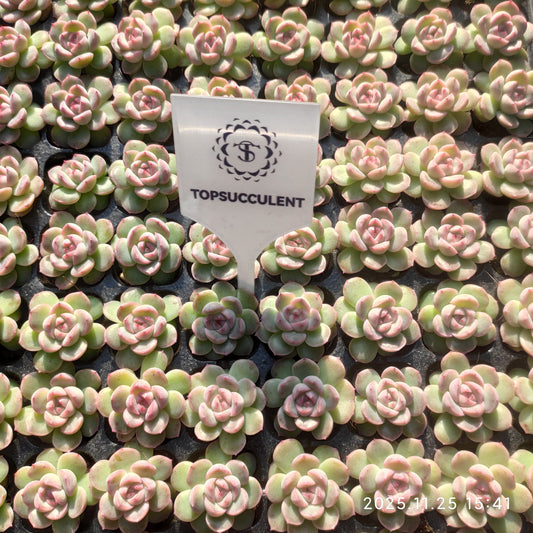 220521 クイックサンド（3cm pot）（ポット苗）