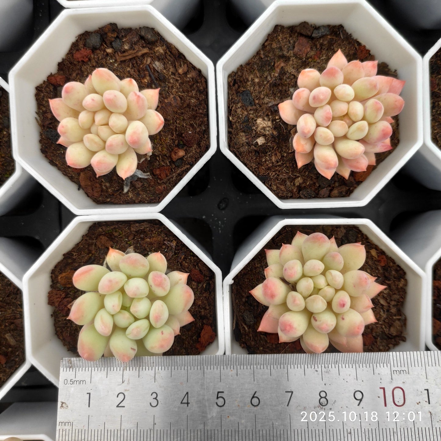 YBB345 ブライトパール（7cm pot）