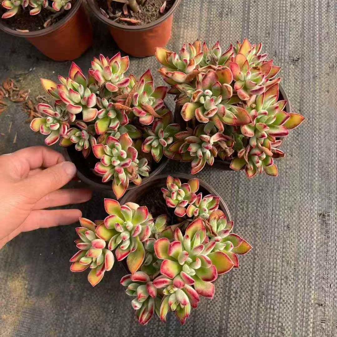 259821 プルビナータ ローズ