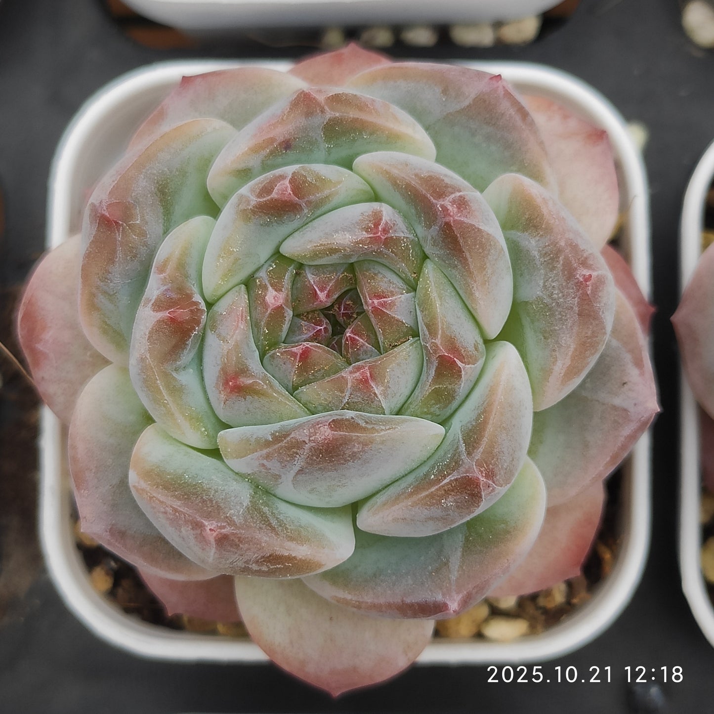 MMY1000 アイススピリット（5.5cm pot）