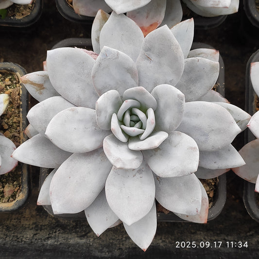 NGN099 ラウィ（9cm pot）