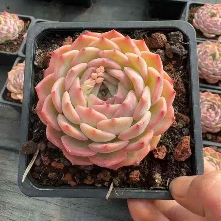 261071 カロリーズ