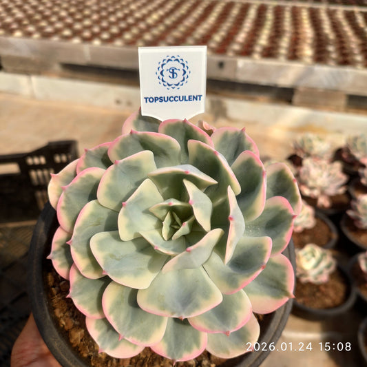 22097 インブリカータ錦