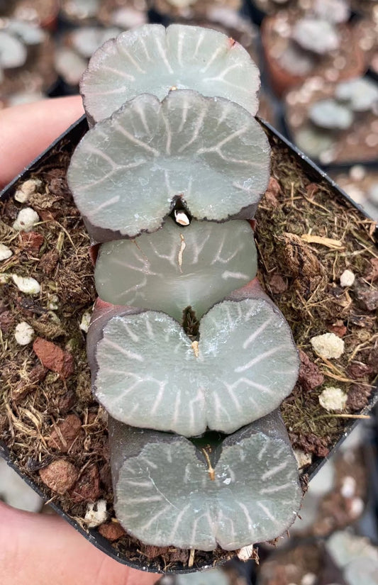 CS100 白亜八クア (7cm pot)