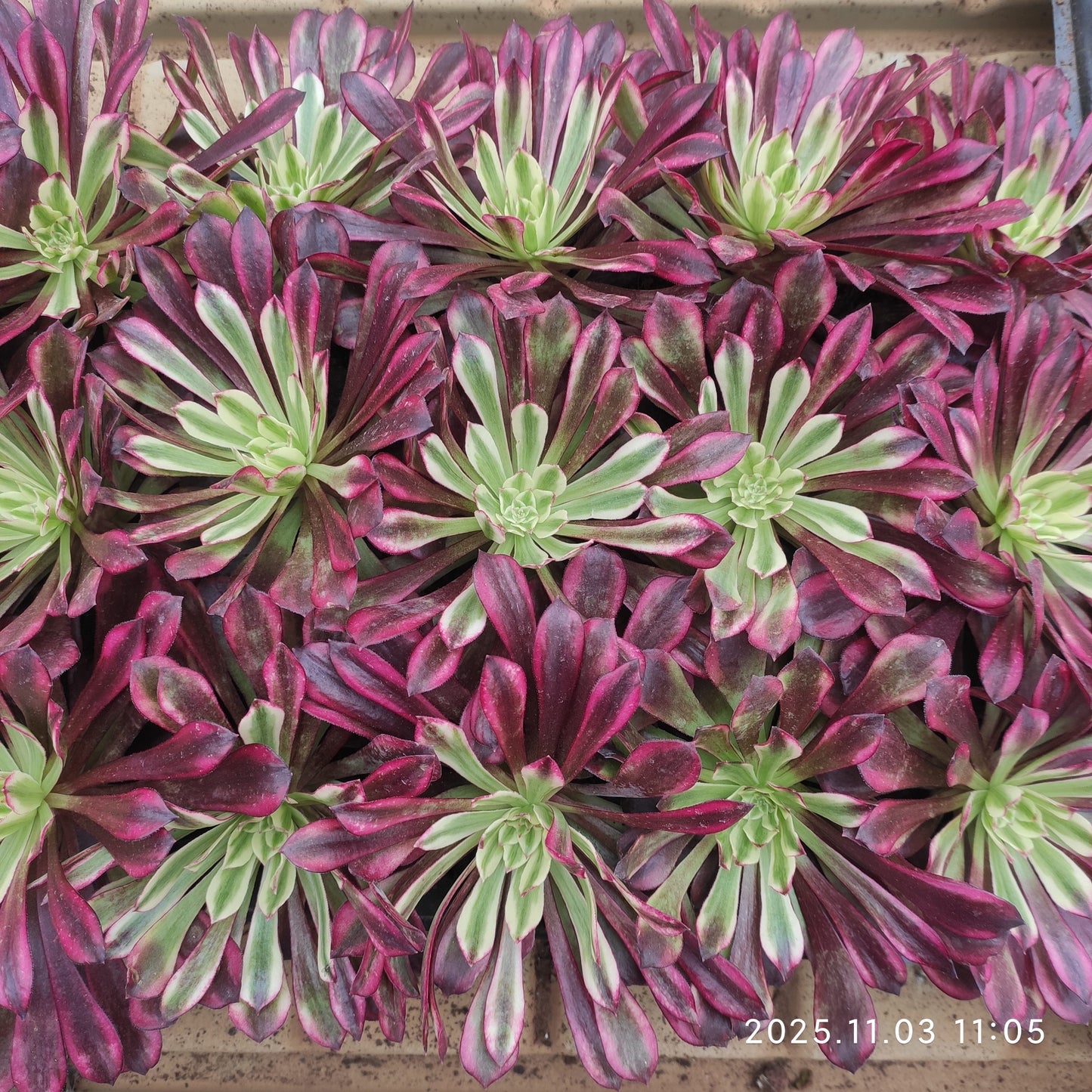 14793 フレーム　スピリット（9cm pot）