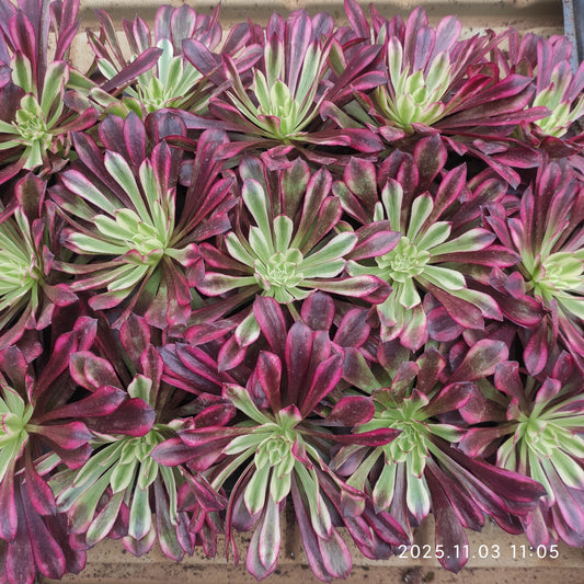 14793 フレーム　スピリット（9cm pot）