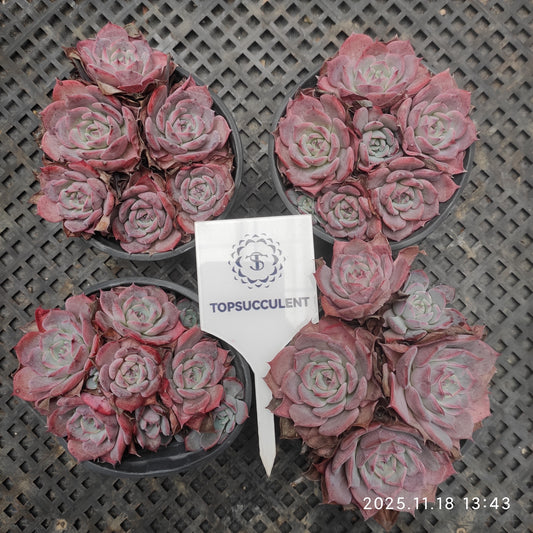 22895 ラウレンシス（9cm pot）