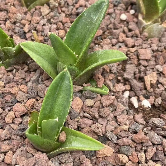 MH296 アガベ　チタノタ　蚩尤（シユウ）（5cm pot）