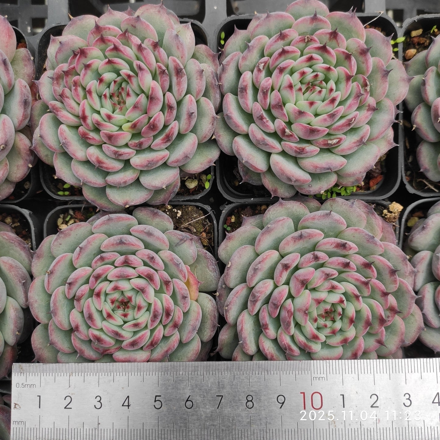 20762 マルセル（7cm pot）