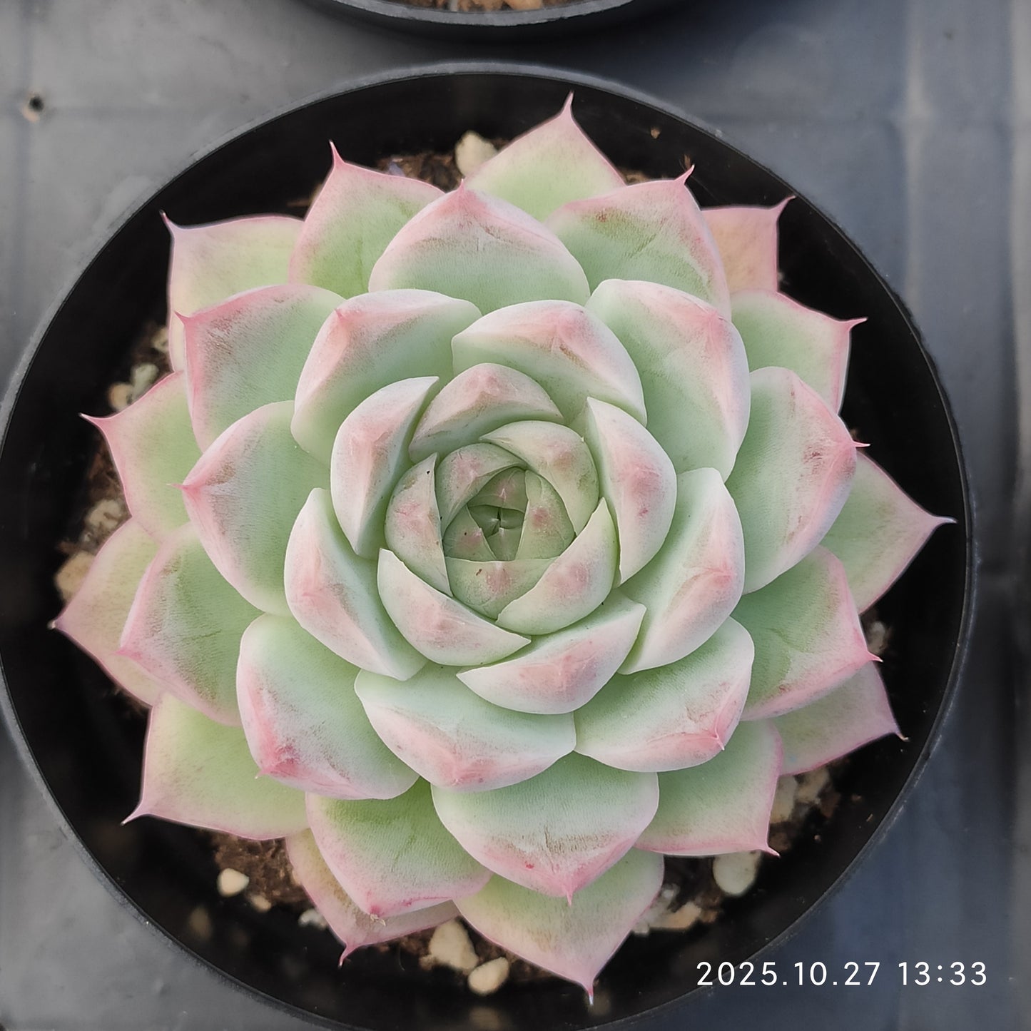 HG127 マルギャン　クィーンHyb（9cm pot）