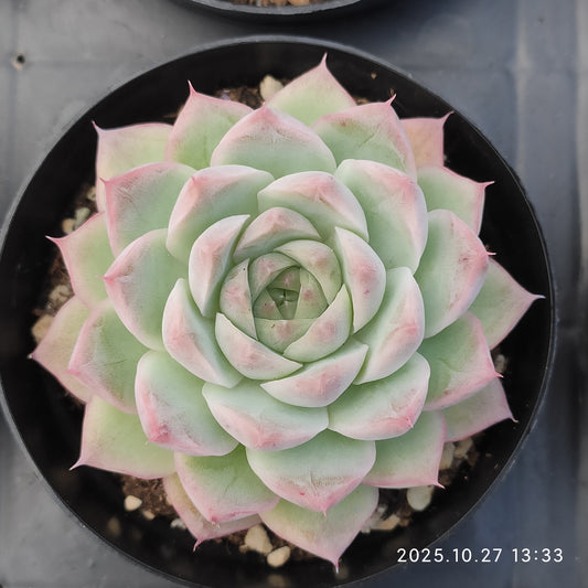 HG127 マルギャン　クィーンHyb（9cm pot）