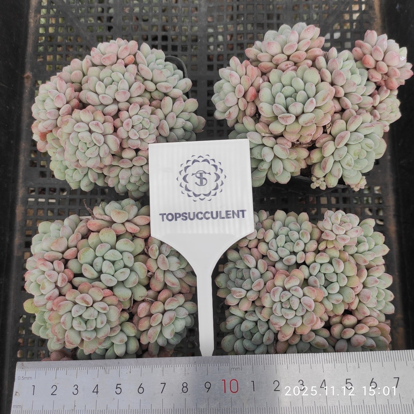 16390 リトルレッドエッグ（7cm pot）