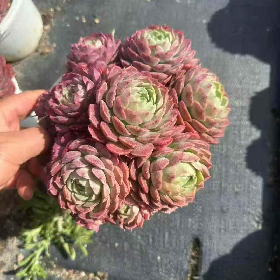 23910 シャーロットローズ