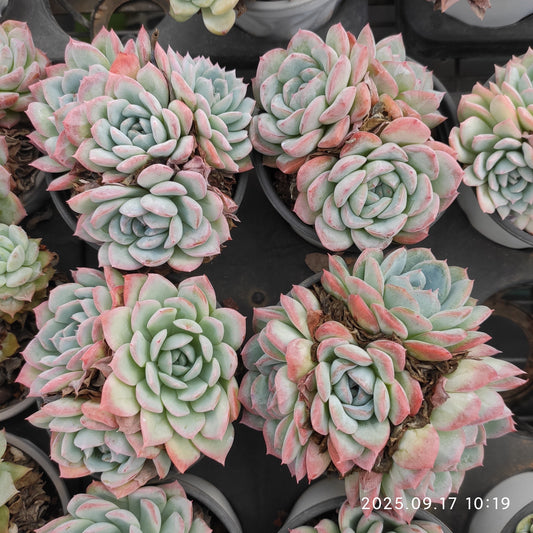 NGN800 ピンクエレガンス（9cm pot）