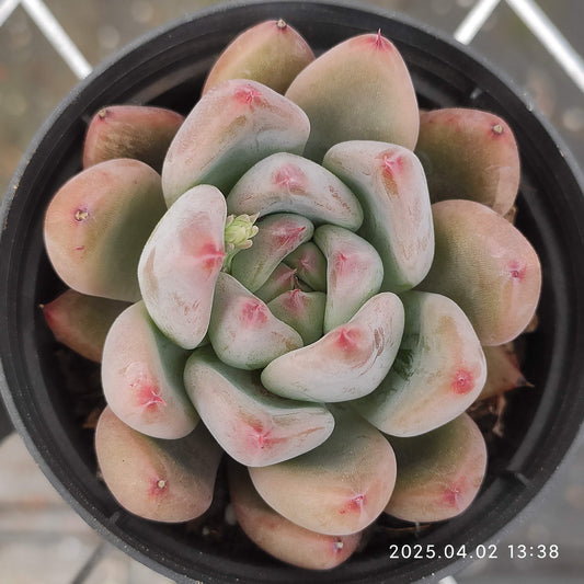 XY061 フィンガーリング (7cm pot)