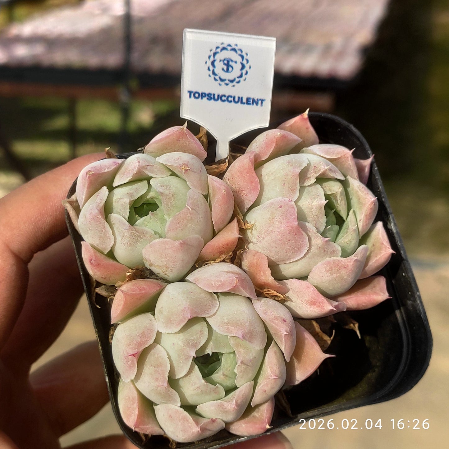 26009 ローズエレガンス