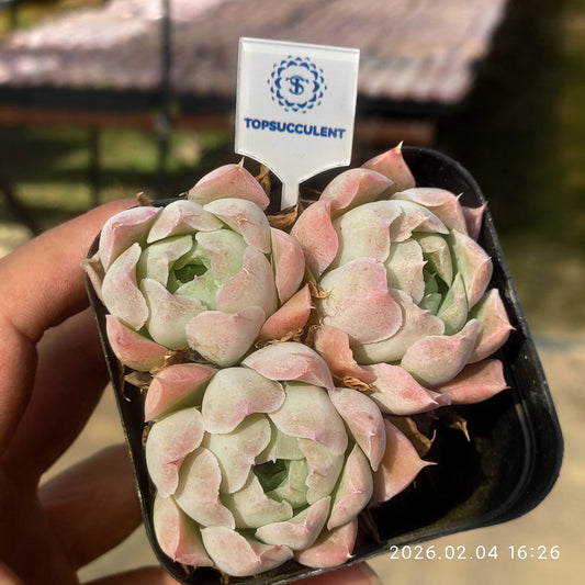 26009 ローズエレガンス