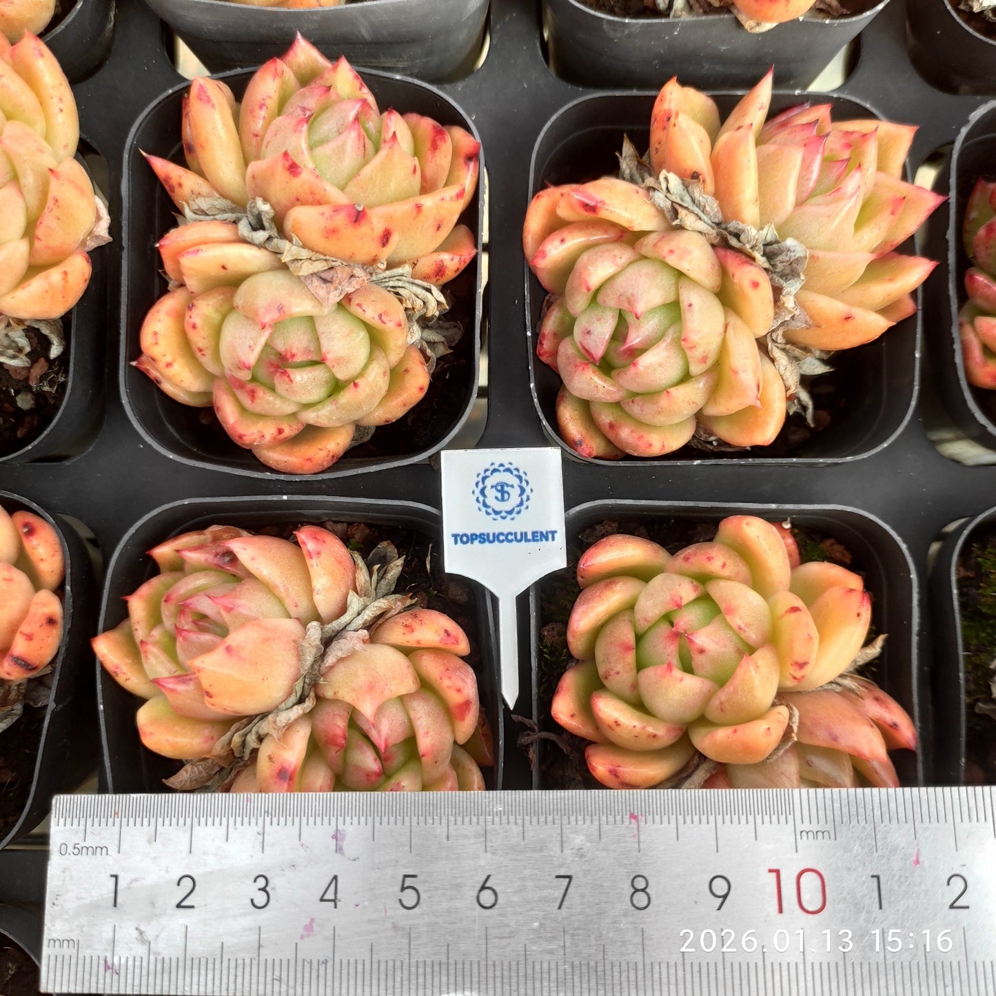 24685 ラッキーフェイス