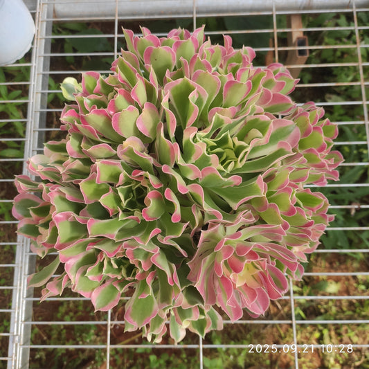 YS273 アエオニウム リバーストーンズ（17cm pot）