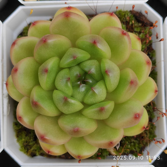 HG001 アメイジング　グレース x ジェニー（7cm pot）