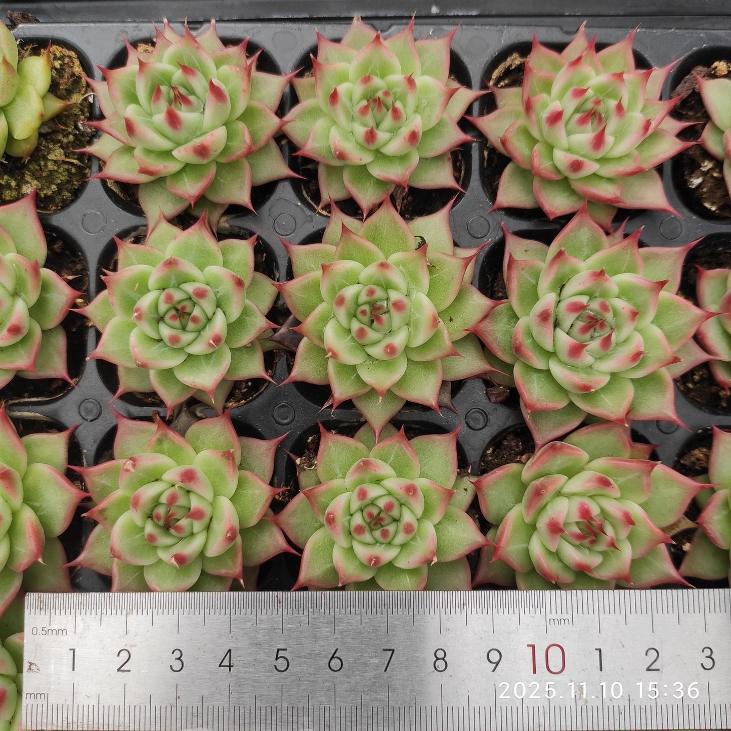 22614  トスカーナ（3cm pot）（ポット苗）