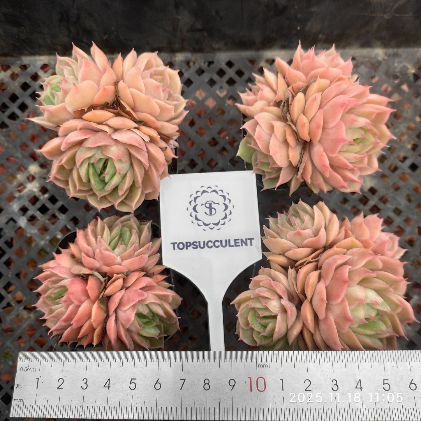 20574 オウンスロー