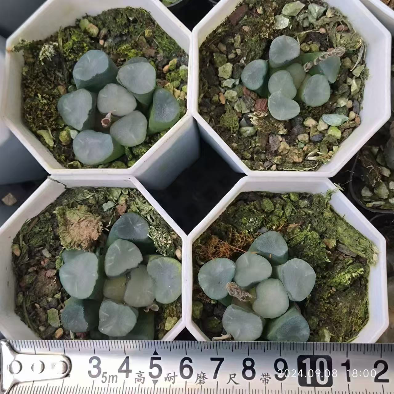 13188 ハオルチア 万象 空門