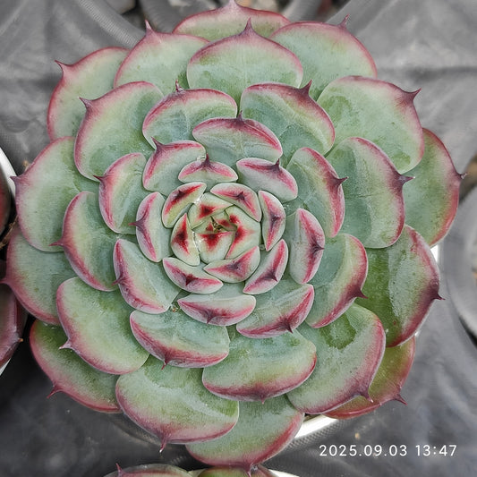 ZZA103 マルセル（5.5cm pot）