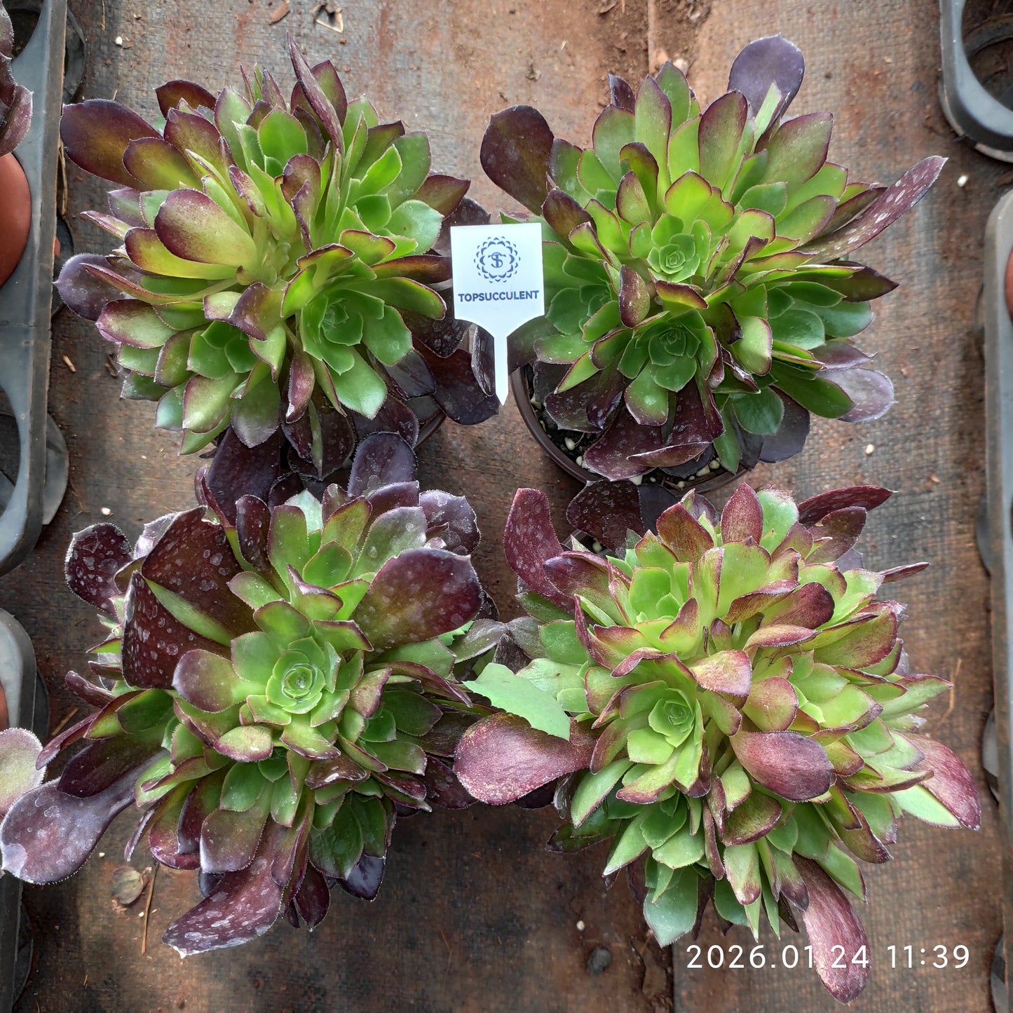 25480 ダッチ ローズ