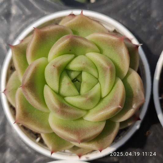 ZZA250 オリンジ　マルギャン (5.5cm pot)