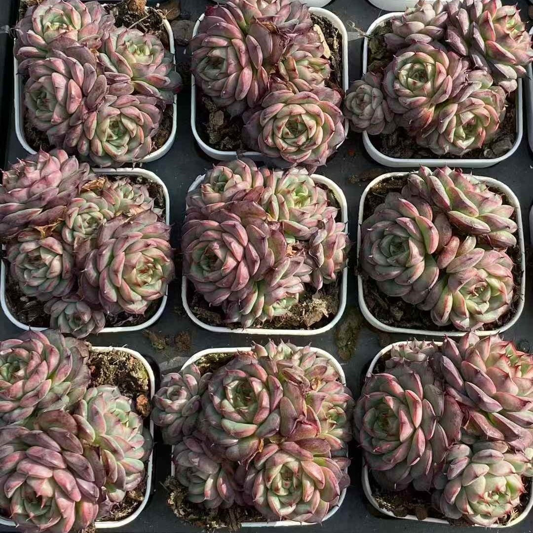 24005 ブラック・ローズ x ミニマー