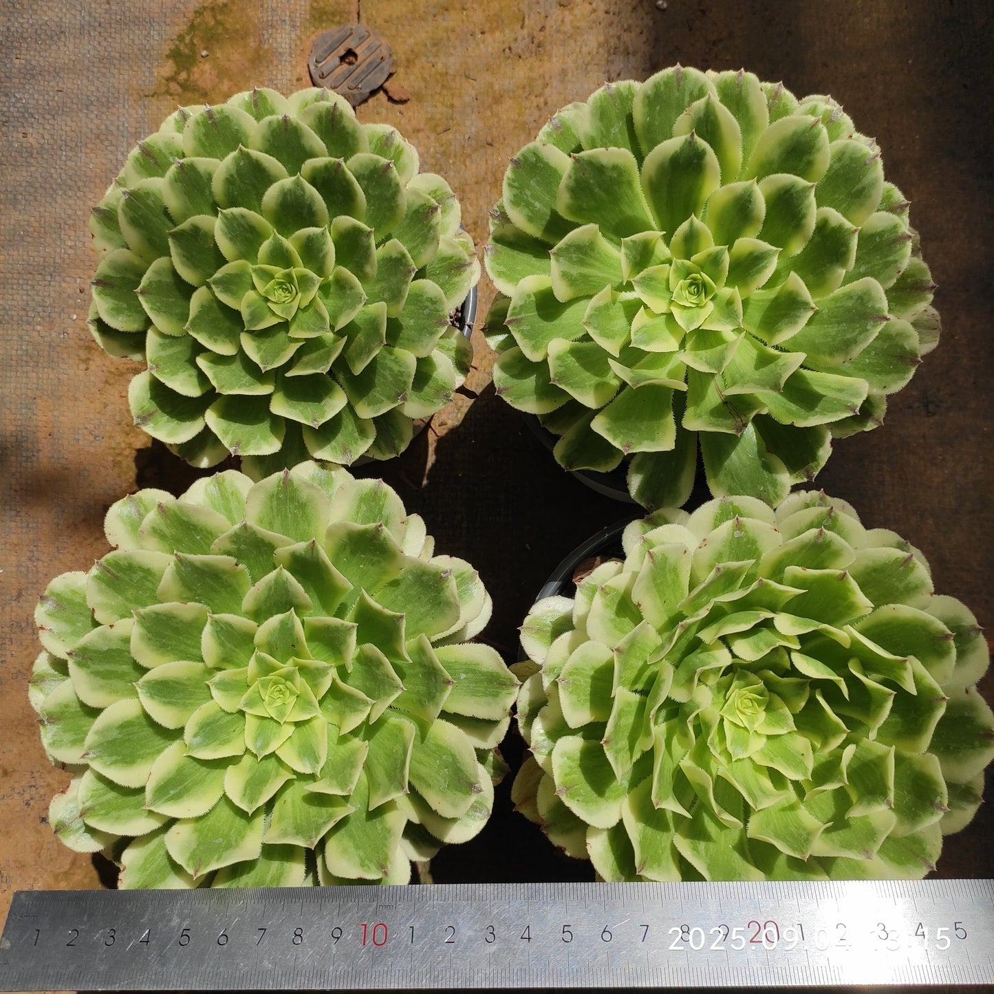 MMY1235 グリーン　ビーン　ペースト（12.5cm pot）
