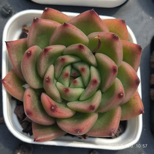 HC228 アンストーン （5.5cm pot）