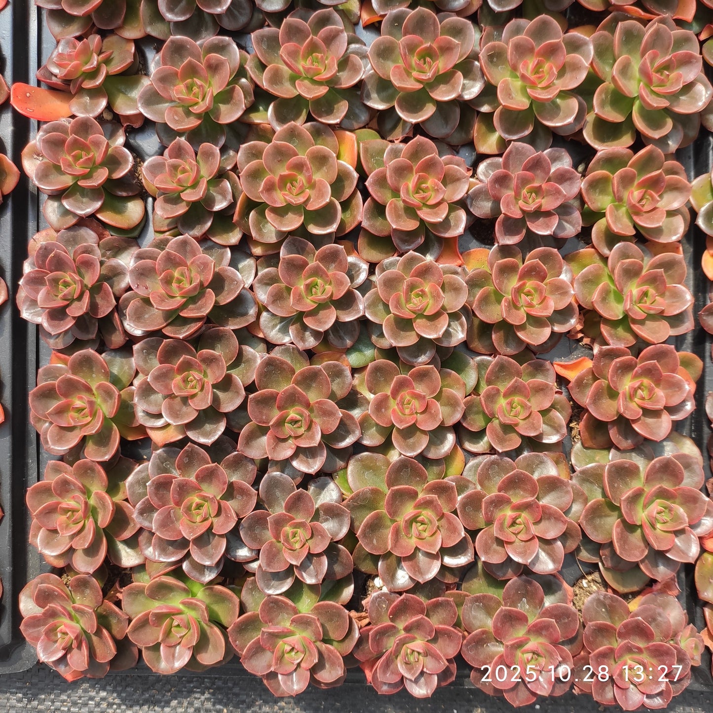 22198  チョコレート（3cm pot）（ポット苗）