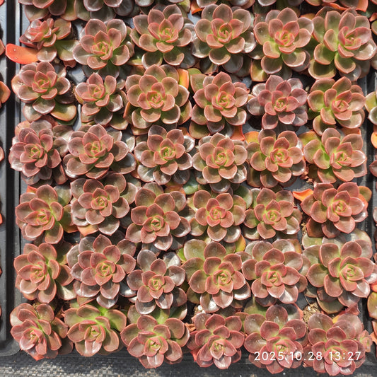 22198  チョコレート（3cm pot）（ポット苗）