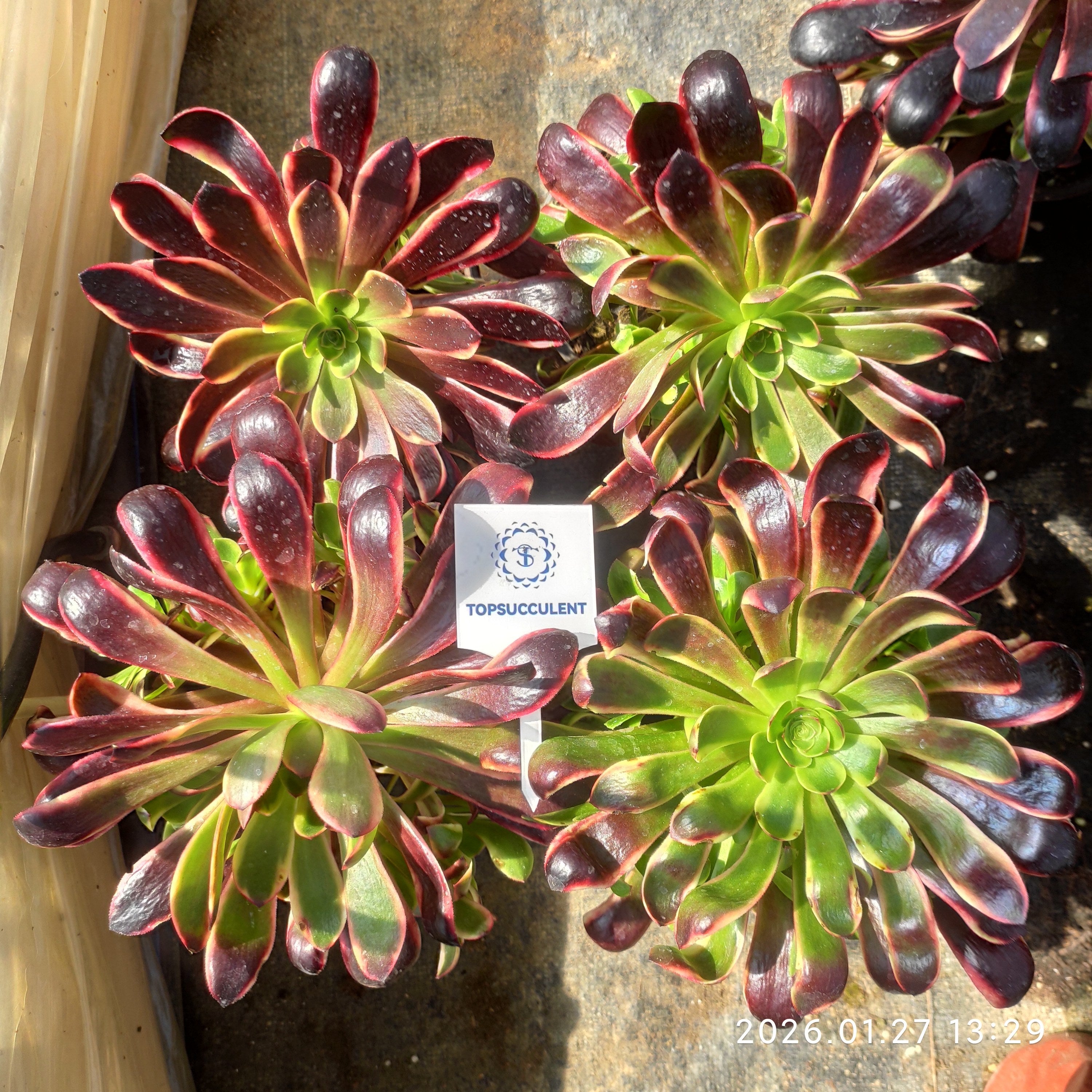 アエオニウム 大苗一覧 – Top Succulent®